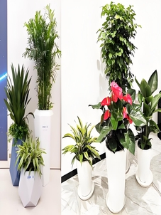 宁波余姚绿化修剪大揭秘，这些要点你知道吗？